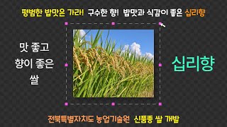 ['십리향'을 아시나요? no1] 맛 좋고! 식감 좋고! 향기는 더~좋고! _전북의 신품종 쌀