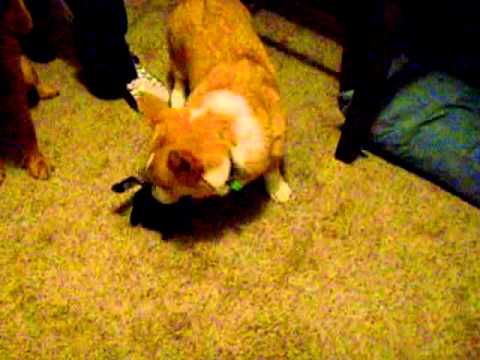 Bender vs. Halloween Spider