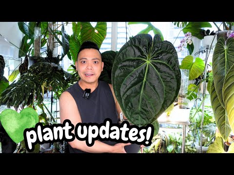 all my plants are growing yay! ???? plant updates & my favourite plants ????
