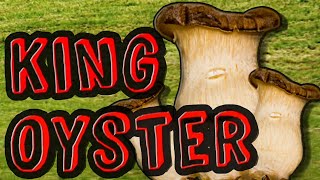 Growing King Oyster Mushrooms: Getting Them Started