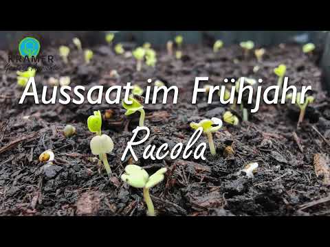 , title : 'Aussaat im Frühling: Rucola - Kramer Garten & Ambiente'