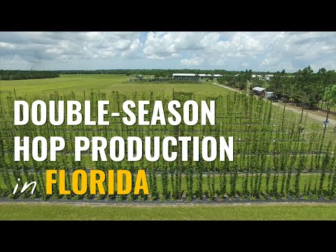 Double-season Hop Production in a Subtropical Climate | Univ of Florida Hops Research