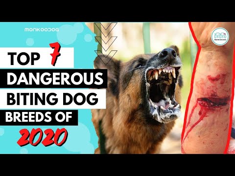 Top 7 Dog breeds with most FATAL dog bites.