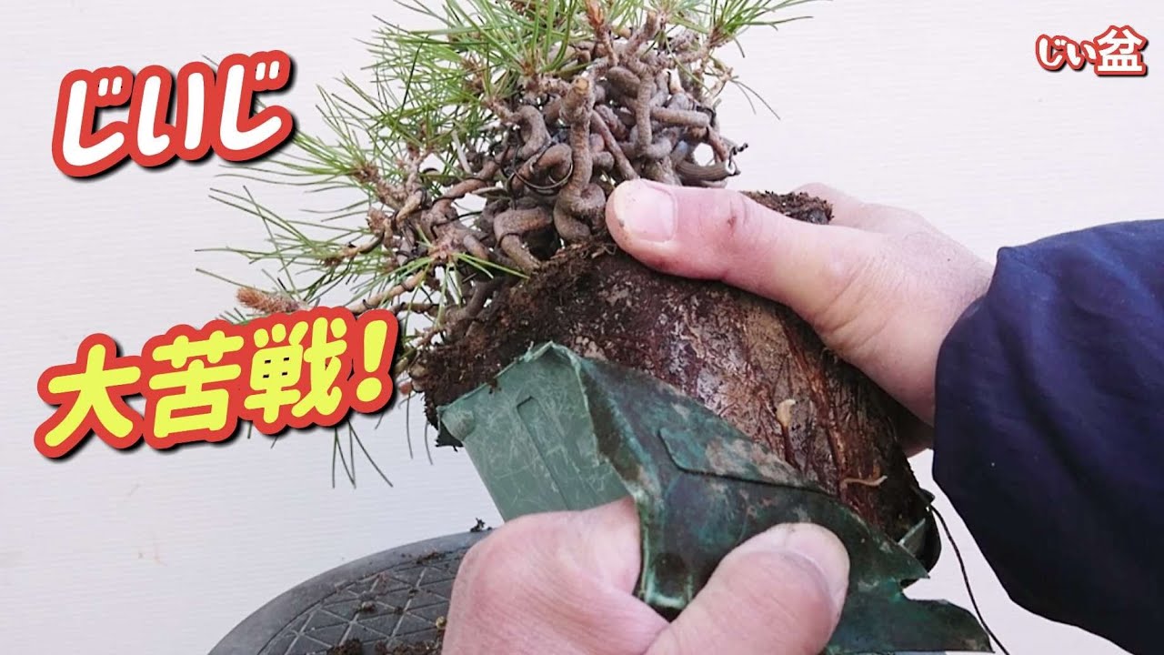【5年植え替えしないとこうなる💦  赤松の植え替え作業に大苦戦！⚡】/  初心者  /  盆栽の作り方 /【じいじの盆栽ch】【Japanese bonsai】