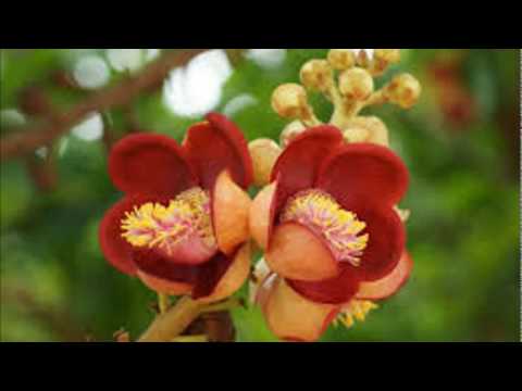 Ekla cholo Re Instrumental Rabindra Sangeet(by Ustaad Amzad Ali Khan)