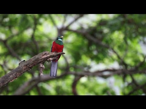 Narina trogon singing 