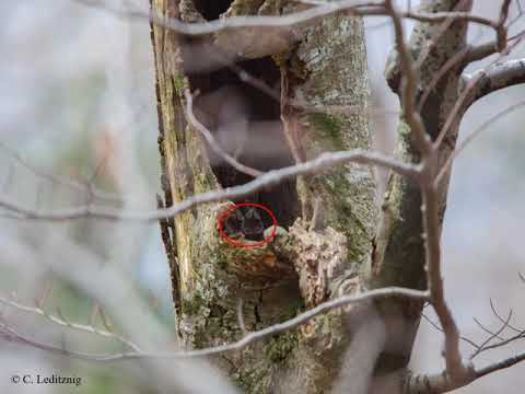 THE SUCCESSFUL RESTORATION OF URAL OWL (STRIX URALENSIS) IN AUSTRIA
