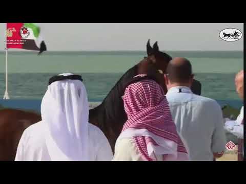 N 17 BANAFSAJ ALYAH   Al Dhafrah Arabian Horse Championship 2021   Yearling Fillies Class 1B