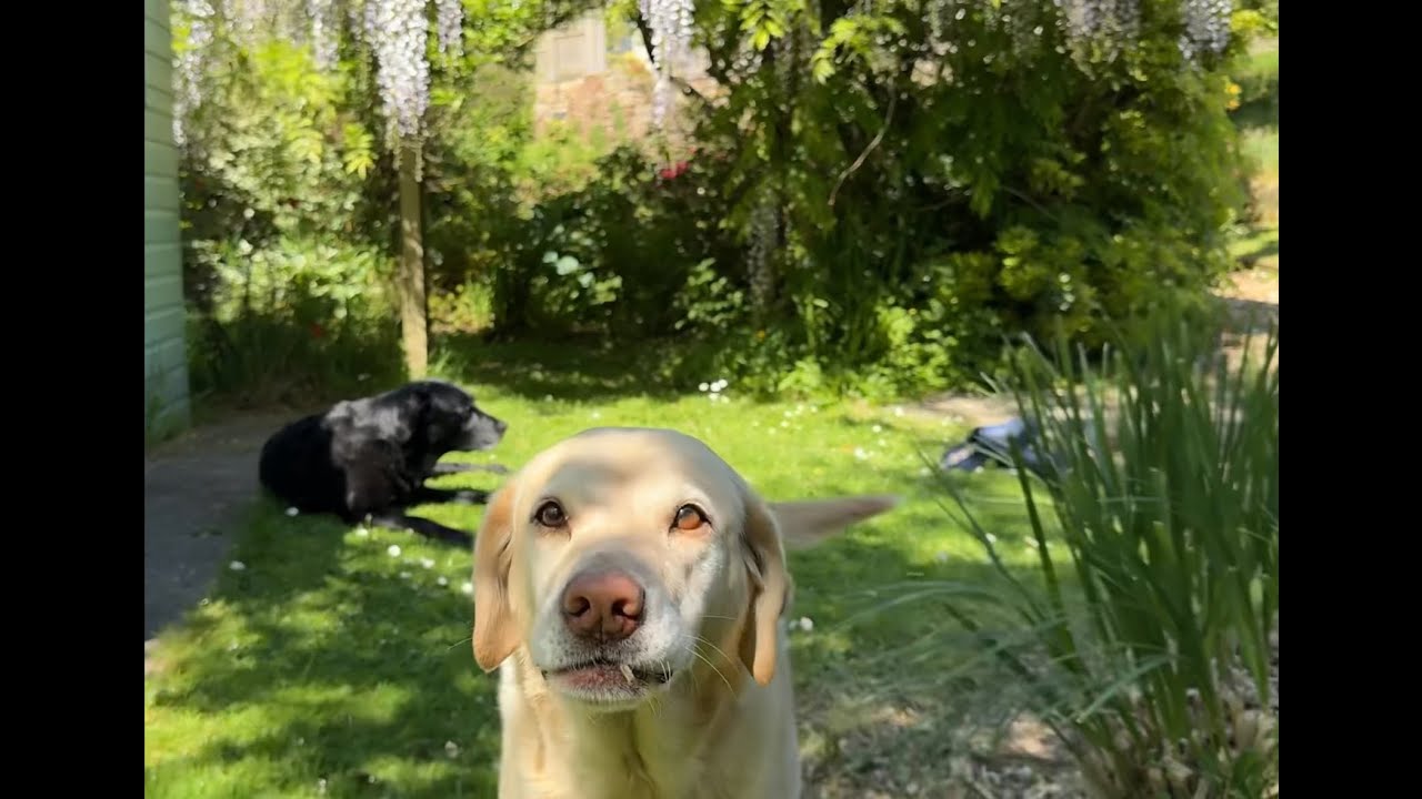 Olive and Mabel - End of Spring