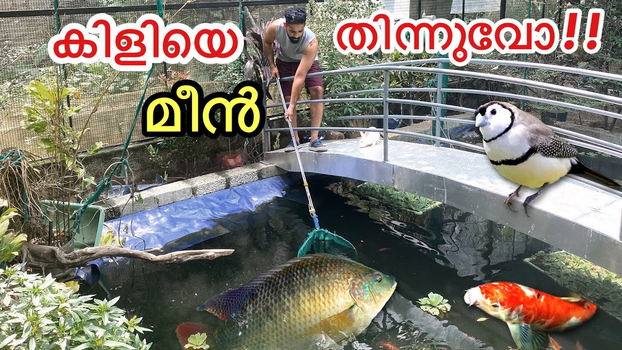 കിളി കുളത്തിൽ പോയി!!! | Bought New Birds !!
