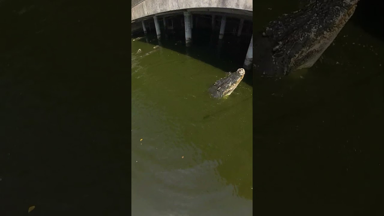 YouTube Short thumbnail