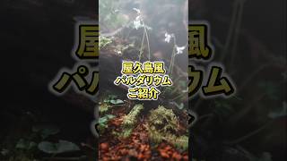 屋久島風パルダリウムを作ってみた #terrarium #shorts