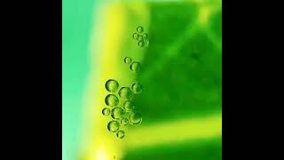 Download lagu mango live microscope zone mp3 Download lagu mango live microscope zone mp3