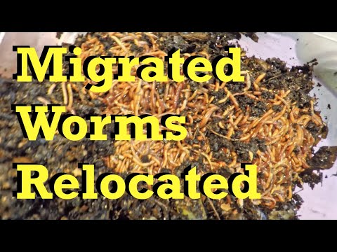 Migrated worms relocated from 11-week old bin to NEW Bin - vermicomposting