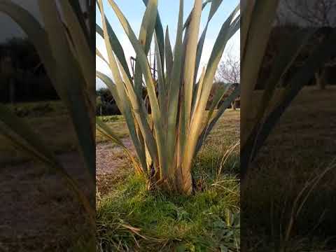 Video: Ngā tikanga o te kato harakeke