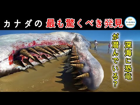 北極のツンドラの動物 - 特徴と好奇心