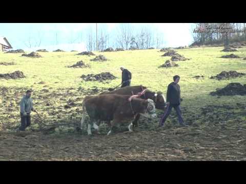 Razgovori pokraj puta-Kod porodice Bore Nikolica u Komiricu-Obicaji Radjevine