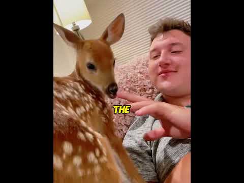 Saved a freezing orphan fawn. Months after release, she returned with her entire wild herd!😭❤️
