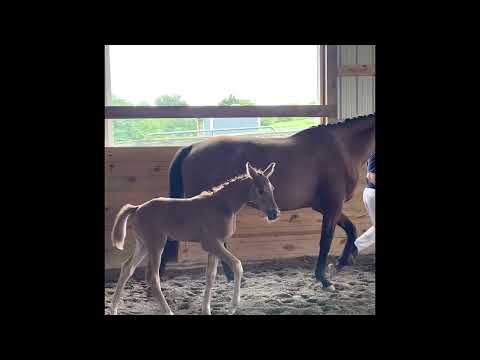 High Honors FF (Cum Laude x VbPr Haute Couture FF /Ampere) GOV inspection Elite Filly