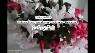 Galerie Fotoserie Weihnachtskaktus Schlumbergera Hackenheim Rheinhessen