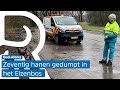 Hanen massaal gedumpt in het kippenbos in Oud-Alblas