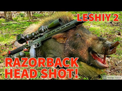 RAZORBACK HOG HUNT - EDGUN LESHIY 2 - HEAD SHOT!  - .30 CALIBER - NSA SLUG - AIRGUN HUNTING HOGS