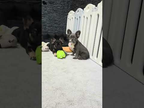 Video 4