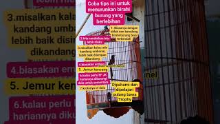 Download lagu MENURUNKAN BİRAHİ MURAI BATU mp3