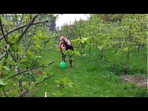 May at the Orchard 2012 (01) Duncan and the Teaser