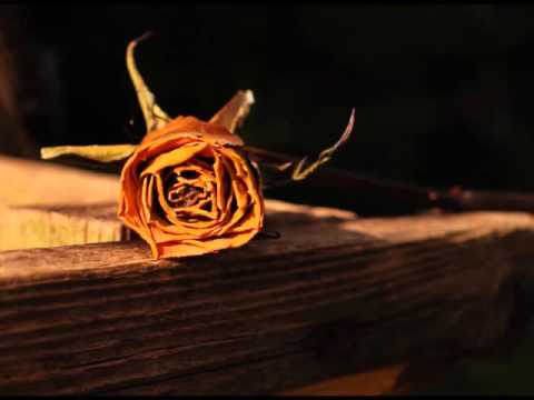 November Rain (A New Leaf)