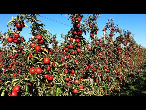 How to produce millions of Apple Tree Seedlings Production Harvesting and processing Apple | Apple