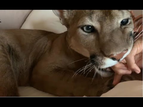 What It's Like Waking Up With a Puma in Your Bed