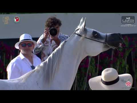 N 46 NOWARAT AL REMAS   Al Shiraa International Arabian Horse Show 2023   Fillies 2   3 Years Old Cl