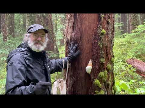 Sampling of Agarikon from deep in the old growth forests - 2021