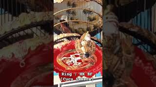 Download lagu perkutut bangkok juara nasional #perkutut #perkututbangkok #kungmania #perkututlomba #perkututgacor mp3