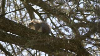 Somewhere - Tom Waits