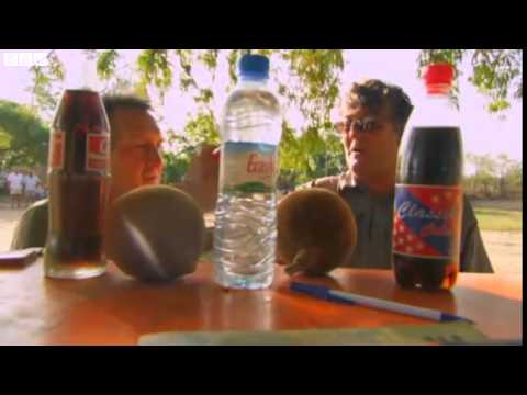 Last Chance to See 3   Aye Aye 2009