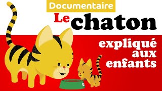 CHAT & CHATON documentaire animalier pour enfant de maternelle gameplay video by megregoire, 3:55 duration