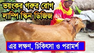 ভয়ংকর গরুর রোগ লাম্পি স্কিন ডিজিজ এর লক্ষণ, চিকিৎসা ও পরামর্শ