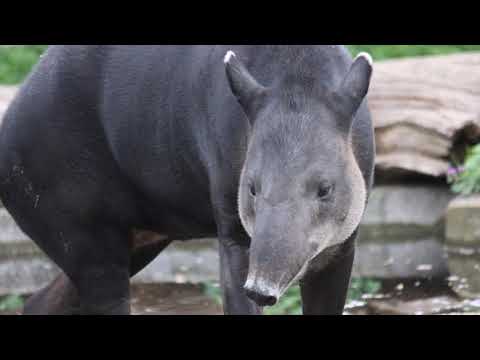 Zoológico Virtual - Imagens do animal "Anta"