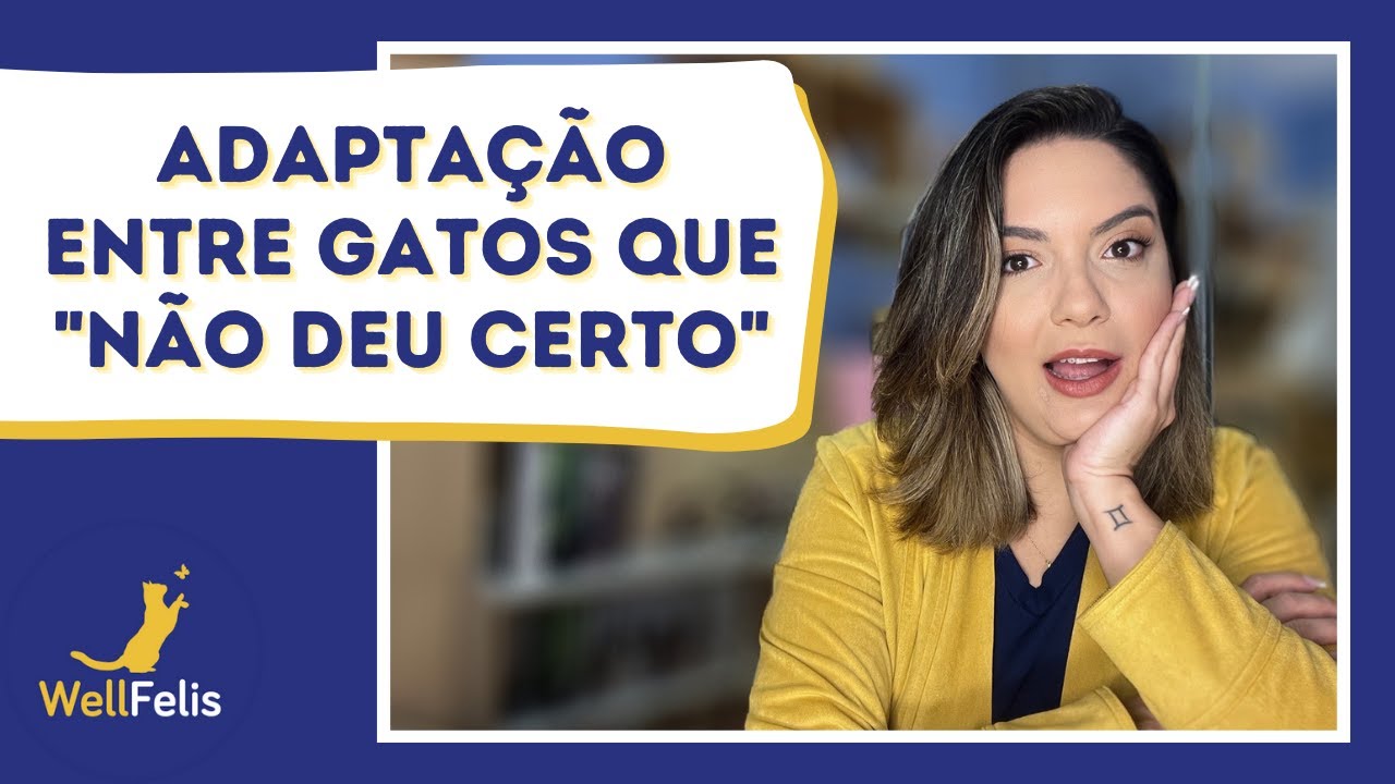 Adaptação entre gatos que "não deu certo"