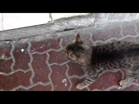 Hungry cat outside butchers in Dubai