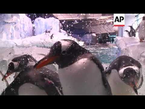 Detroit Zoo Unveils $30M Home For Penguins