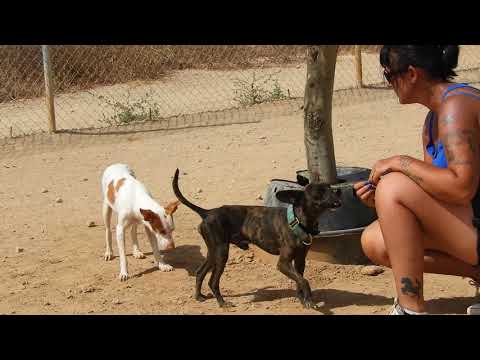 Little Ines needs a loving home...