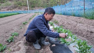 큰감자 수확 하시려면 감자싹을 솎아주셔야 합니다.