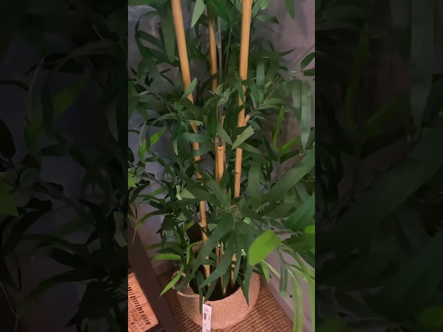 Vídeo relacionado con Genérico Flores 3 Unidades de 50 cm Flores Artificiales de Cala, para Hogar, Bodas, Fiestas, Oficinas, Balcones y Jardines (3, Eucalito Azul)