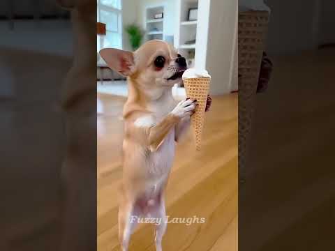 Funny dogs V-96 😂😂❤️#funny #pets #animals 