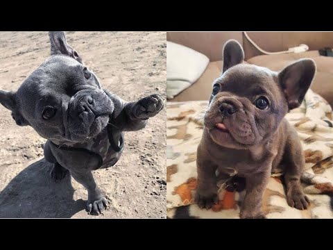 Funny French Bulldog Compilation | Cute Frenchies | Adorable Puppies and Dogs