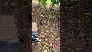 Download lagu Ep.5 Catching quail #birds #birdcalls #birdsounds mp3 Download lagu Ep.5 Catching quail #birds #birdcalls #birdsounds mp3