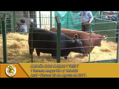 25-08-17 Venta de Vaquillonas y Terneras Angus P.P. - Cabaña Don Carlos y Tres T - Azul.
